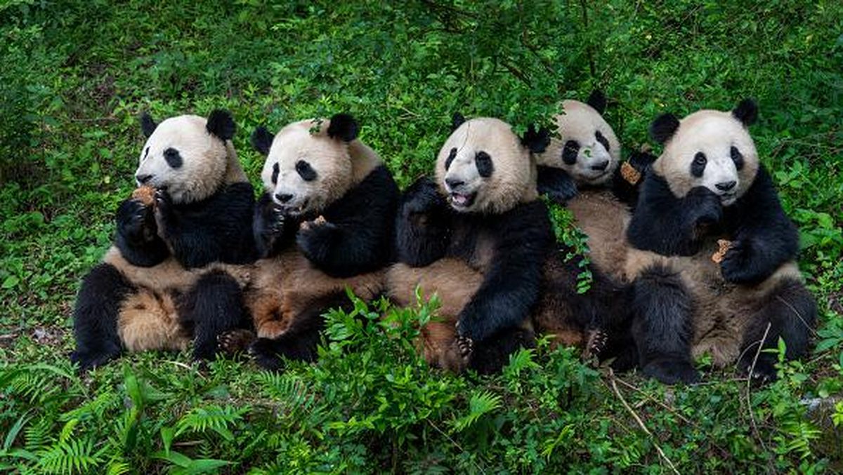 Kegemasan Panda Raksasa dari Tiongkok Hewan Lucu yang Jadi Ikon Konservasi Dunia
