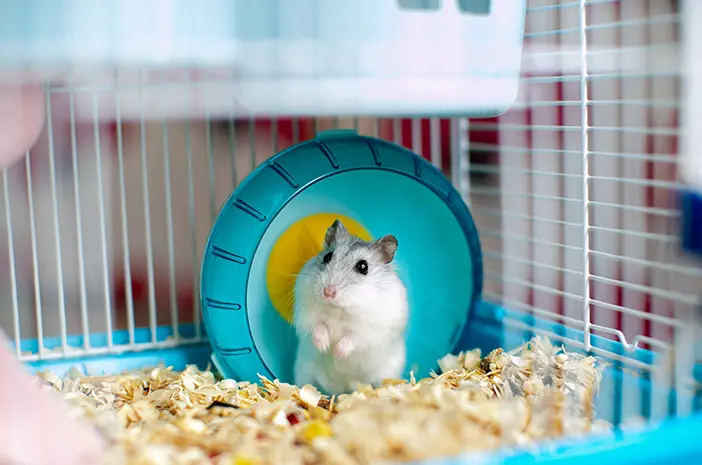 Hewan Peliharaan Mini yang Menggemaskan: Memelihara Hamster di Rumah