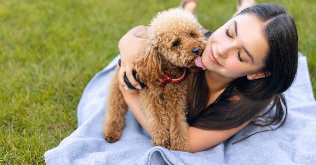 Poodle Sehat dan Energik? Begini Cara Merawatnya yang Tepat