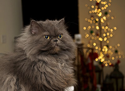 Himalayan Cat: Kucing Anggun Berbulu Lebat