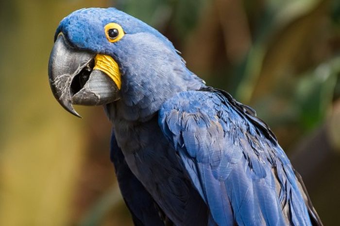 Mengenal Burung dan Perannya di Alam