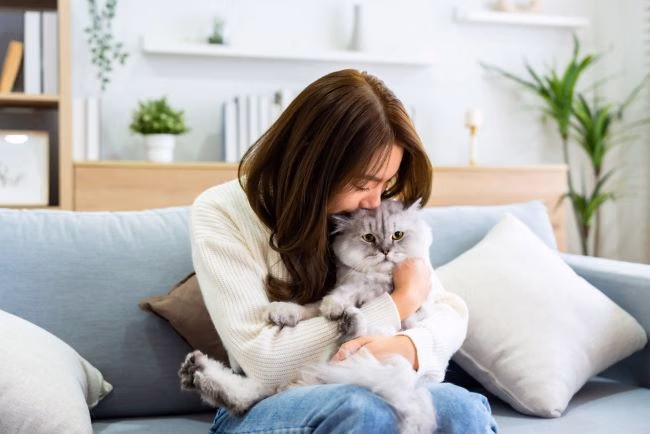 Kucing Peliharaan: Sahabat Menggemaskan di Rumah